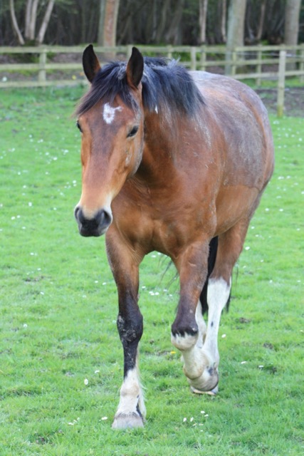 Jaybee in the field